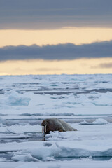 Walrus lying on ice in Svalbard