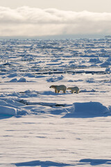 Polar bear with cub walking through the arctic wilderness in Svalbard
