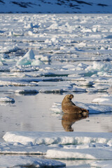 Walruses lying on a beach in Svalbard