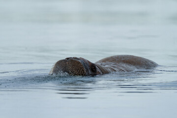 Walrus swimming in Svalbard