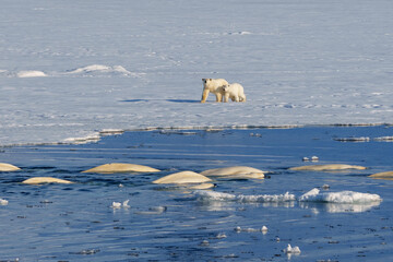 Polar bear with cub checking out a pod of beluga whales swimming close to the ice 