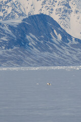Arctic fox walking through the arctic wilderness in Svalbard