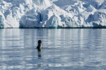 Seal swimming in front of a glacier in Svalbard