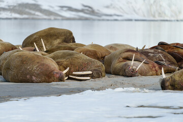 Walruses lying on a beach in Svalbard in front of a glacier