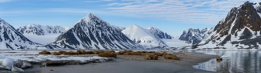 Papier Peint photo Europe du nord Walruses lying on a beach in Svalbard
