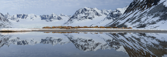 Walruses lying on a beach in Svalbard in front of a glacier