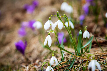 Spring flowers - crocuses and snowdrops