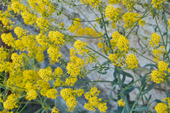 gelbe Blumen