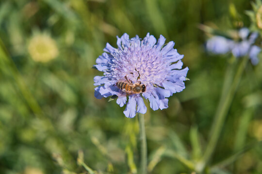 Blume