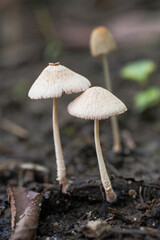 Wild mushroom cluster growing in the forest.