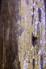 Painted rough and worn wooden background.