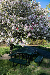 Beautiful Flowering Tree and Picnic Table at McCarren Park in Williamsburg Brooklyn during Spring