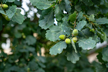 Oak leaves and green acorns at the end of summer.