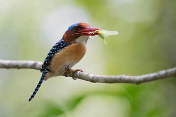banded kingfisher (Lacedo pulchella) MALE
