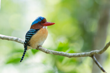 Fototapeta premium banded kingfisher (Lacedo pulchella) MALE