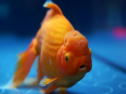 Lionhead goldfish exotic fish for domestic pet gold color with bubble head