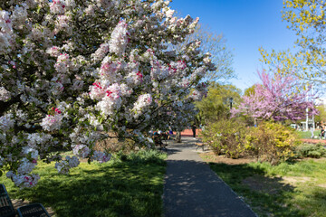 Beautiful Flowering Tree along a Path at McCarren Park in Williamsburg Brooklyn during Spring