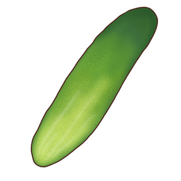 A popular edible vegetable (Cucumber)