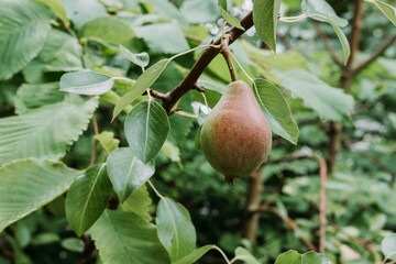 Pear growing on a pear tree in summer. Pear hanging on a branch in the garden