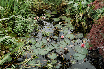 Overgrown pond in the garden with Water Lilies and other plants