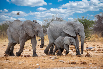 Elephant at Etosha National Park, Namibia