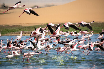 Flamingoes at bird paradise, walvis bay, namibia - obrazy, fototapety, plakaty