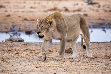 Fototapeta na wymiar lioness in etosha