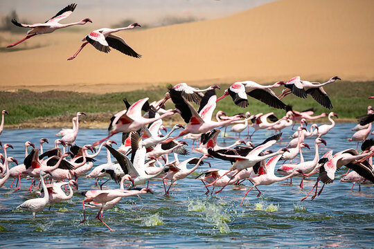 Flamingoes at bird paradise, walvis bay, namibia