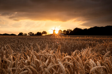 sunset over wheat field and windmill