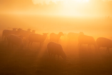 sheep grazing on pasture in sunshine