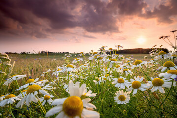 summer meadow with many wildflowers at sunset