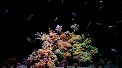 Colorful undersea fish and coral reef