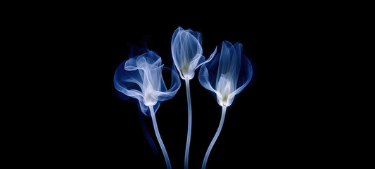 Blue petal on dark background. Horizontal banner with space for text. Realistic illustrations of flower in x-rays. Concept of checking health, wellness, growing plants, botany. Generative AI