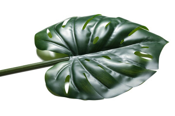 Dark green monstera deliciosa leaf with natural holes and stem, tropical plant isolated on a white background © Pixel-Shot