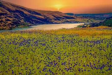 A field of Bachelor Button flowers in the Tom McCall Preserve at sunrise in the Rowena Bluffs near...