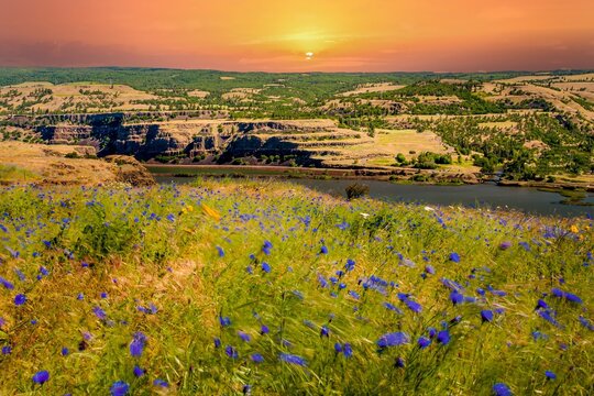 A field of Bachelor Button flowers in the Tom McCall Preserve at sunrise in the Rowena Bluffs near Rowena Oregon