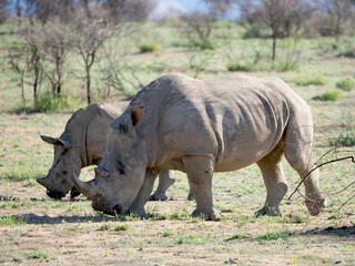 Fototapeta premium OLYMPUS DIGITAL CAMERA