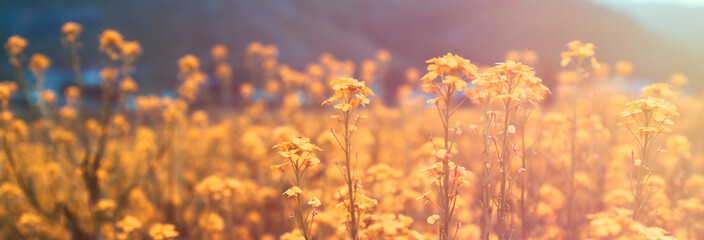 yellow flowers in field