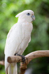 White cockatoo on a green background