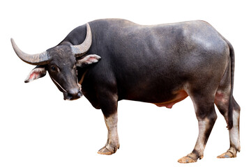Full body standing of Thai Black Buffalo isolated on transparent blackground, PNG File format