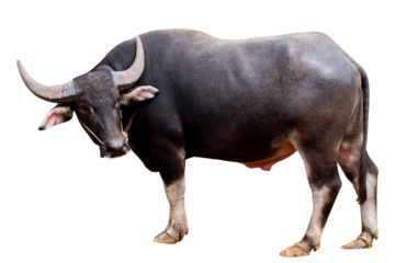 Full body standing of Thai Black Buffalo isolated on transparent blackground, PNG File format