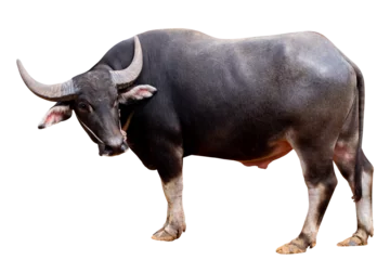 Schilderijen op glas Full body standing of Thai Black Buffalo isolated on transparent blackground, PNG File format © ISENGARD