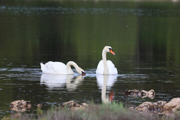 A pair of white swans on the lake in search of food