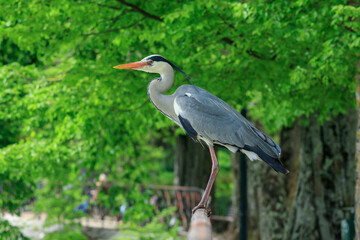 gray heron perching in a park