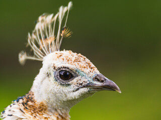 Portrait of Female Indian Peafowl, Pavo cristatus