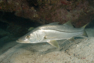 Snook, Centropomus undecimalis, a gamefish, Florida Keys