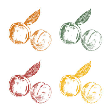 Line art of peaches in hand drawn sketchy vibe with organic colors, engraving style vector 