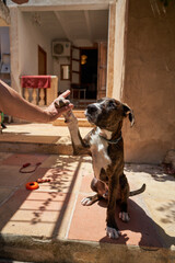 Crop person giving high five to dog at home