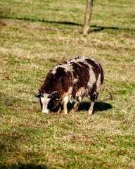 White and brown goat grazing in a lush green grass field on a sunny, clear day