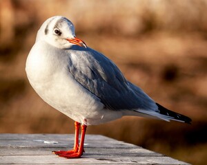 Majestic seagull perched atop a wooden platform with a blurred background